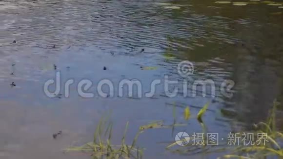 一群蓝色蜻蜓飞过河水视频