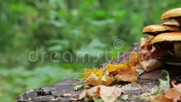 森林蘑菇滑块射击