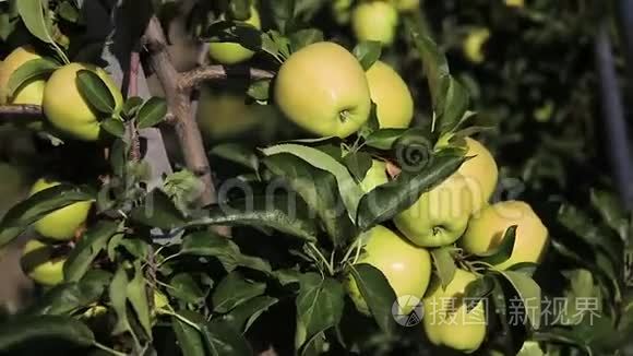 花园里苹果树树枝上的绿苹果视频