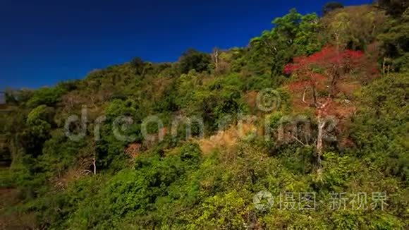 山坡上绿棕色植物的相机移动视频