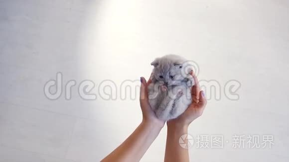 可爱的小猫出生在人类手中视频