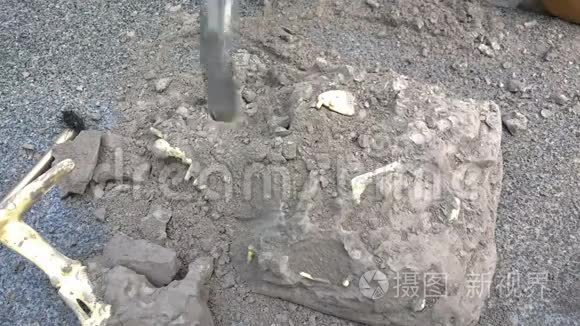 小孩从石头上挖恐龙骨头视频