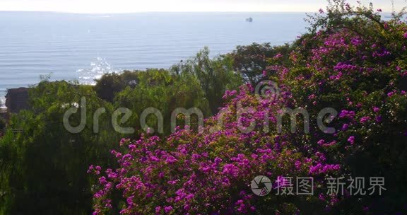 龙舌兰公园的灯盏花，海景4k西班牙