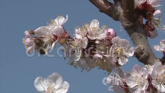 蜜蜂是从杏花中吸出的花蜜视频