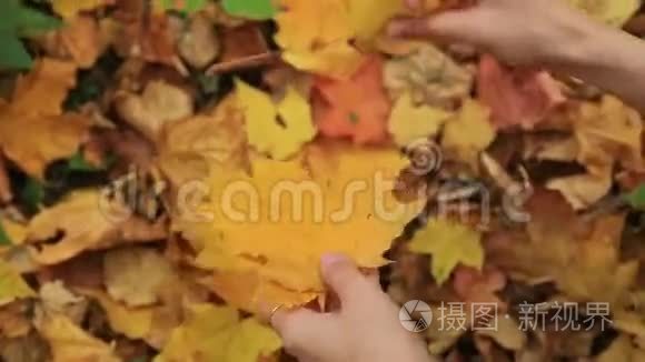 女人收集秋天的枫叶视频