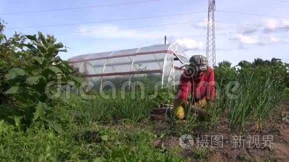 乡村花园里的女人除草洋葱床视频