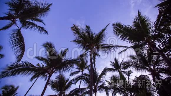 清晨紫色天空下的椰树枝