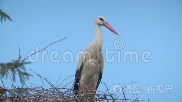 几只鹳坐在巢里视频