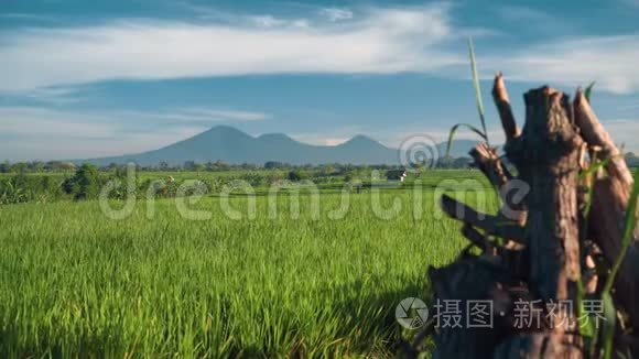 以巴图尔火山为背景的苍谷稻田