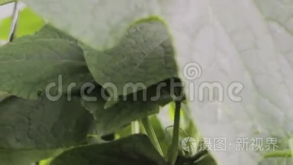 在温室里种黄瓜视频