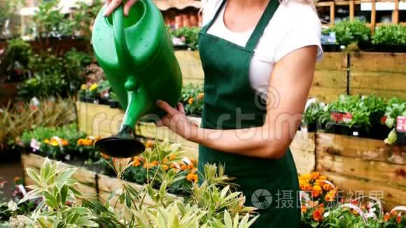 女性花卉浇水植物与浇水罐视频
