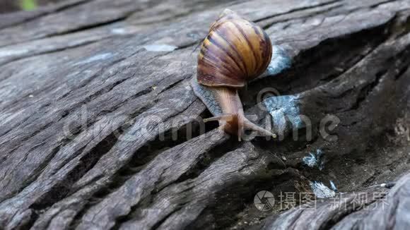 在木材上爬行的大蜗牛