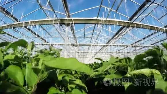 温室内的一排绿色植物视频