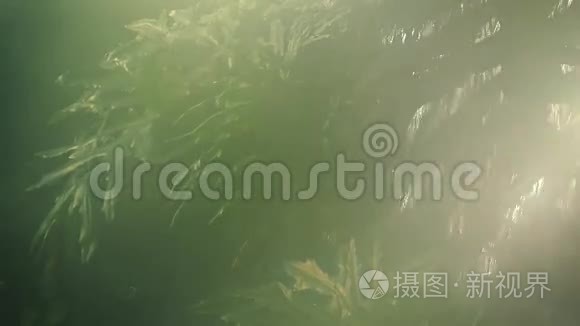 潮湿热带雨林中的瀑布深视频