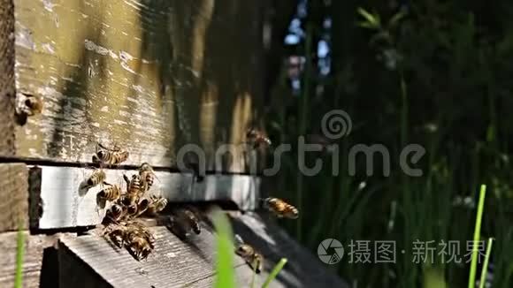 蜜蜂飞行蜂巢春天视频