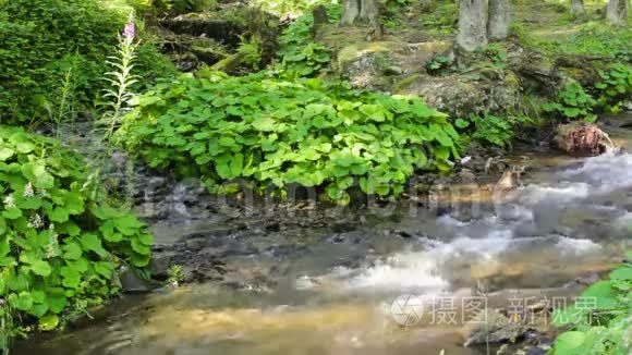 森林里的草地附近的绿色植物视频