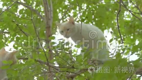 鸽子猫坐在慢动作视频的树枝上