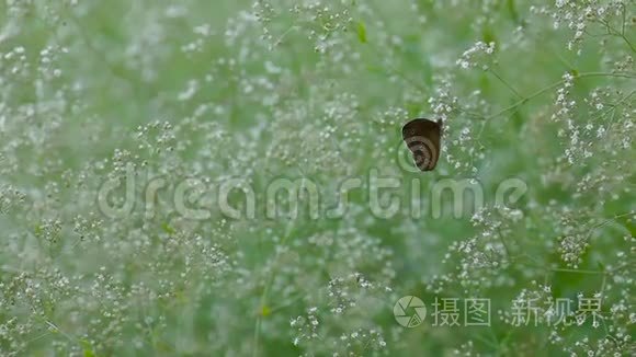 棕色蝴蝶坐在植物上