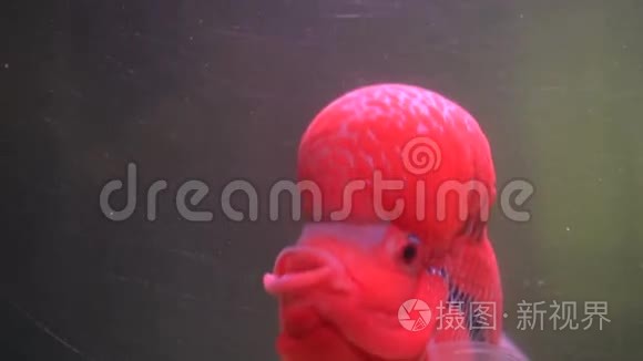 水族馆里的花角鱼