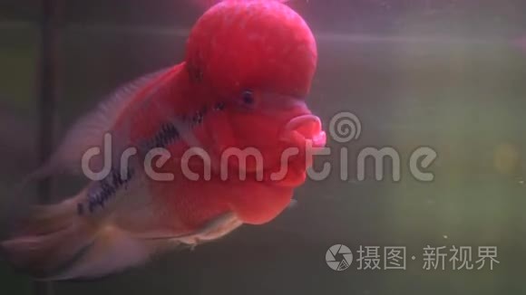 水族馆里的花角鱼视频