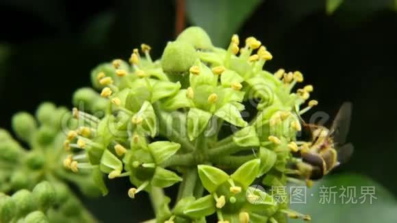 采集花蜜和花粉的大黄蜂视频