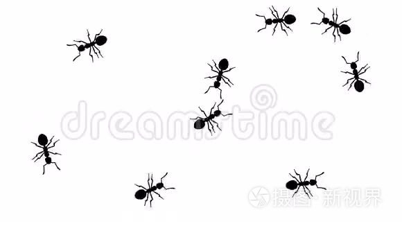 蚂蚁成群结队，CG动画轮廓白色，无缝环
