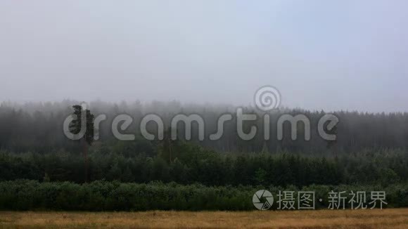 清晨的秋雾在森林上空流动视频