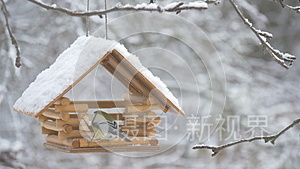 鸟儿飞到喂食器前，把种子树上的雪落下的雪花带到鸟舍