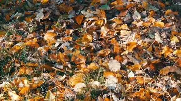 秋天的黄色落叶在森林的地面上