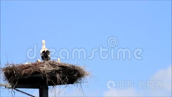 鹳鸟一家在蓝天上筑巢