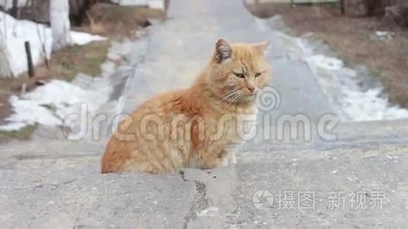 无家可归的大猫