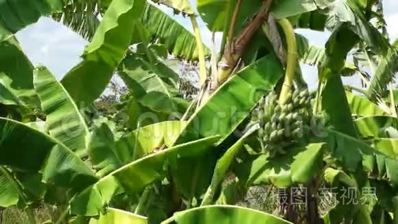 一串绿色香蕉挂在香蕉树上