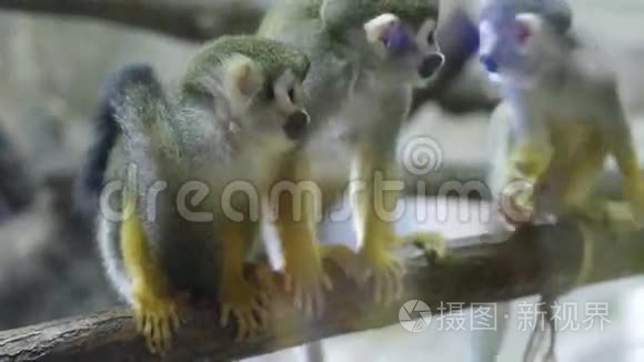 哺乳动物猴子松鼠