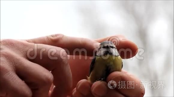 抚摸一只野生小鸟视频