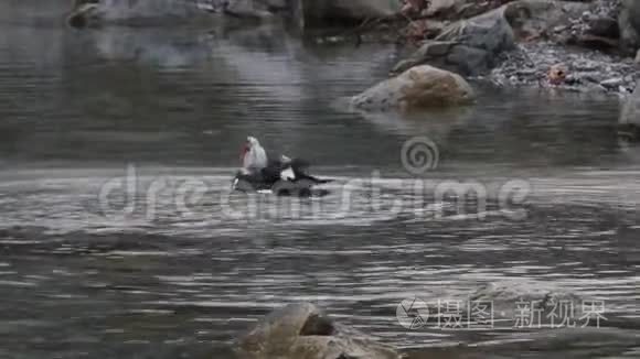 奥林匹克山附近池塘里的鸭子视频