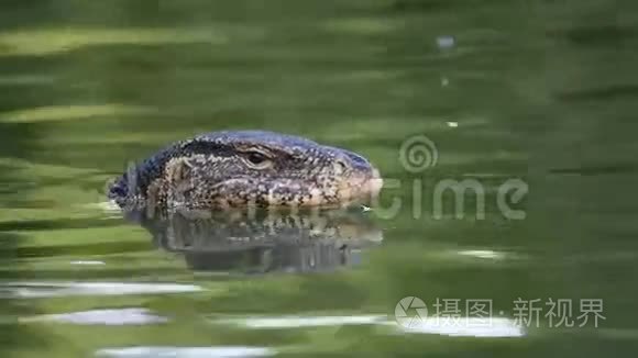 亚洲水监测蜥蜴视频