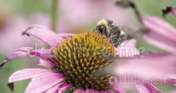 一只蜜蜂吮吸圆锥花的花朵视频