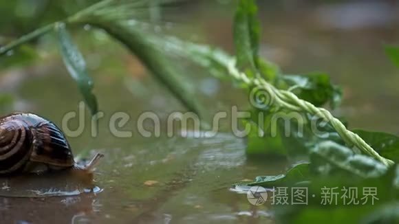 雨水和绿色背景下的蜗牛爬行