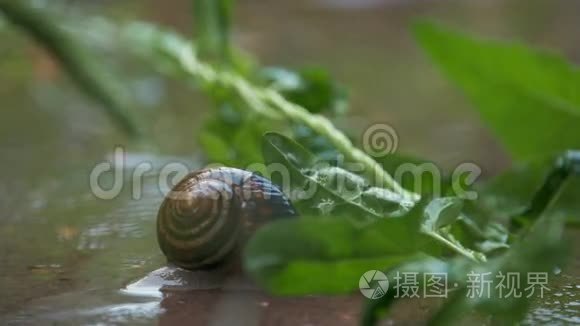 雨水和绿色背景下的蜗牛爬行