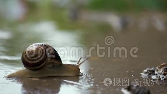 雨水和绿色背景下的蜗牛爬行