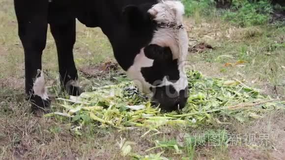 年轻的黑白公牛在田野上吃新鲜的绿色食物。 奶牛放牧