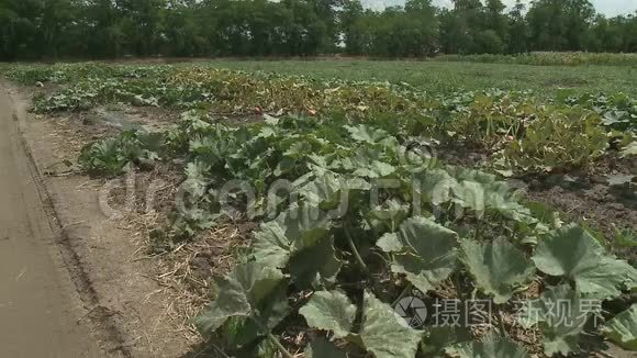 南瓜生长在有机蔬菜园里视频