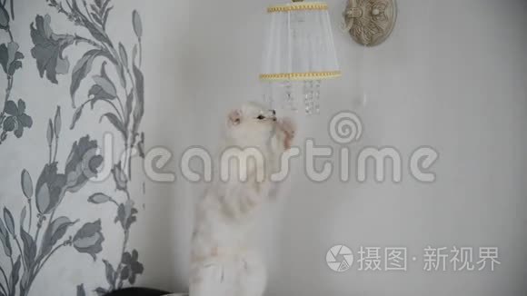 小猫玩水晶吊坠灯视频