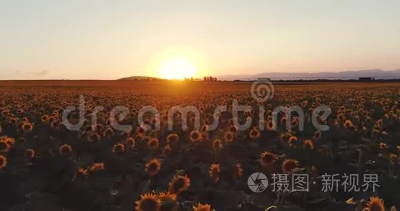 向日葵田野和金色的夕阳在乡村视频