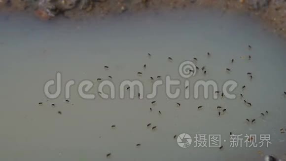 苍蝇在水面上滑行视频