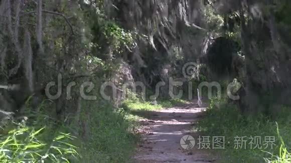 自然保护区的远足路径视频