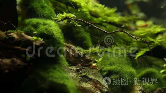 红樱桃虾，热带水族馆.