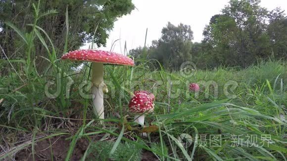 生长在草地上的麝香,时间流逝4k短视频