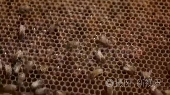 蜂窝蜜蜂蜂群和蜂蜜生产养蜂人的宏观镜头