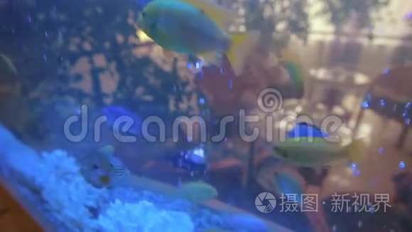 水下鱼类水族馆